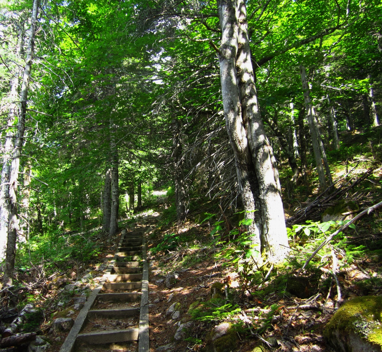 Broad Cove Mountain Trail