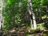 Broad Cove Mountain Trail