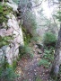 Jigging Cove Trail